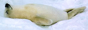 another baby seal