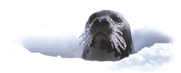 this is a grown up seal